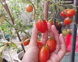 Foto langkah ke 2 dari resep Salad simple hasil panen kebun sendiri.