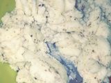 حللى الاوريٌـو 🤩🍨