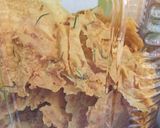 Foto langkah ke 7 dari resep Peyek Rebon.
