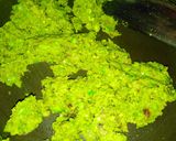 मटर कचौड़ी (Matar kachodi recipe in hindi) रेसिपी चरण 1 फोटो