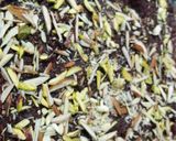 A picture of step 4 of Khajoor ka Halwa.