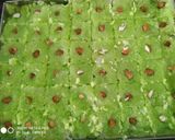 A picture of step 5 of Double colour Toprapak or Coconut Burfi.