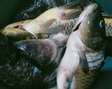 Foto langkah ke 1 dari resep Pepes Ikan Mas Duri Lunak (Tanpa Presto).