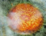 Foto langkah ke 5 dari resep Gulai Ayam dan Rampelo.