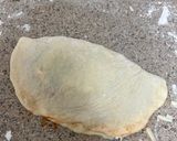 A picture of step 7 of Calzone 🇮🇹.