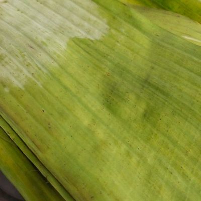 Langkah 3