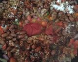 Foto langkah ke 6 dari resep Chilli con Carne.