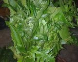 Foto langkah ke 1 dari resep Tumis PAKIS sauce tiram.