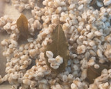 Foto del paso 1 de la receta: Risotto de cebada perlada