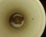 Foto del paso 1 de la receta: Espuma de café