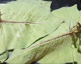 A picture of step 2 of Patra (Alu Vadi).