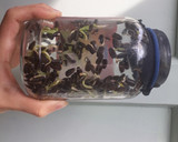 Foto del paso 3 de la receta: Microverdes/ brotes de girasol