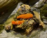 Foto langkah ke 6 dari resep Pepes Ayam Kemangi (bumbu kuning tanpa santan).