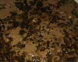 Foto del paso 4 de la receta: Aletas de raya con papas en salsa de cebolla a la cerveza negra