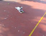 Foto del paso 7 de la receta: Arroz integral frito con verduritas