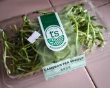 Gambar langkah 1 resipi Simple Pea Sprout Stir Fry.