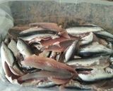 Foto del paso 3 de la receta: Boquerones en vinagre