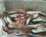 Foto del paso 3 de la receta: Boquerones en vinagre
