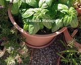Foto del passaggio 1 della ricetta Pesto di melanzane 🍆👩‍🍳❤️