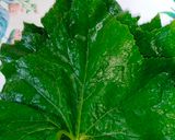কুমড়ো পাতার পাতুরি(kumro patar paturi recipe in Bengali) রেসিপি ধাপ - 1 ছবি