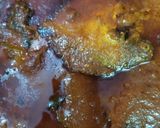 মশলা পমফ্রেট (mashala pomfret recipe in Bengali) রেসিপির ধাপ 6 ছবি