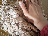 Alfajores marplatenses blancos