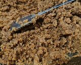 A picture of step 4 of Churma na ladoo.