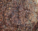 Foto del paso 4 de la receta: Trufas de avena y cacao