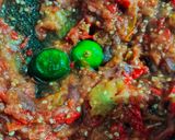 Foto langkah ke 4 dari resep Sambel Terasi Diet.