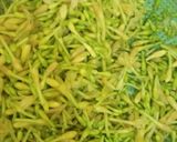 Foto langkah ke 1 dari resep Oseng kembang kates (Tumis bunga pepaya).