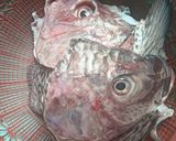 Foto langkah ke 2 dari resep Celimpungan ikan Nila (buat yg alergi seafood).