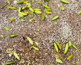 A picture of step 5 of Ragi Gur Papadi.