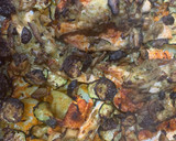 Foto del paso 4 de la receta: Filetes de pavo y salmón al horno con setas