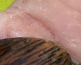 Foto langkah ke 1 dari resep Ayam Geprek Oatmeal: Enak & Sehat.