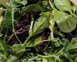 A picture of step 1 of Winter Salad.