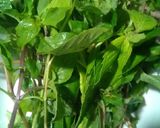 Hình bước làm 4 của món Gỏi đu đủ tép đồng