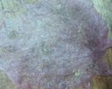 Foto del paso 1 de la receta: Bistec entero de cerdo en huajillo