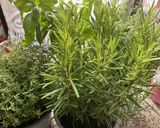 Une image de l'étape 8 de 🪹🍃Tapenade olive 🫒 noire herbes 🌿 de Provence🌶️🪻piment oiseau🌶️.