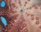 Foto del paso 1 de la receta: Pulpo a la Mugardesa