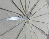 Foto del paso 5 de la receta: Medialunas