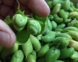 Foto del paso 3 de la receta: Guasanas