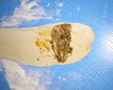 A picture of step 8 of Fish roll.