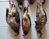 Foto del paso 1 de la receta 🇪🇸 Perdices estofadas 🇪🇸