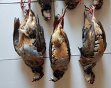 Foto del paso 1 de la receta: 🇪🇸 Perdices estofadas 🇪🇸