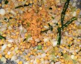 डाळ कांदापात भाजी (dal kandapat bhaji recipe in marathi) रेसिपी स्टेप 5 फोटो