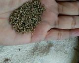 A picture of step 1 of Whole Wheat Flour Samosas.