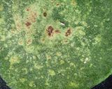 A picture of step 3 of Bathua paratha.