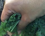 Foto del paso 1 de la receta: Kale Salteado con ajo y sésamo #lacocinadegiri #kale #saludable