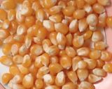 Foto langkah ke 1 dari resep Popcorn Asin Manis.