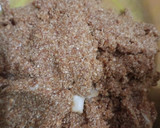 Foto langkah ke 3 dari resep Putu pesse".